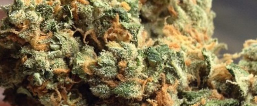 Green Crack Odor and Flavors