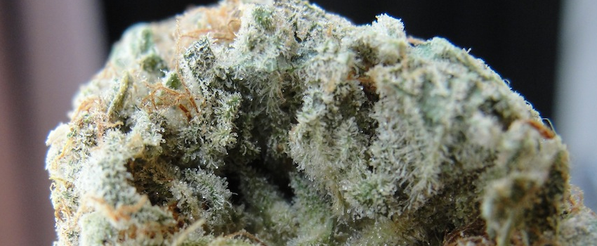 Permafrost Odor and Flavors