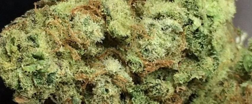 Blueberry Diesel Medical Use and Benefits