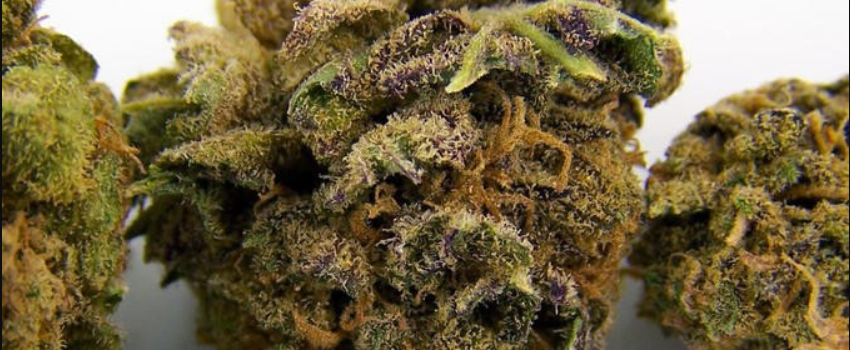 Purple Sour Diesel Medical Use and Benefits
