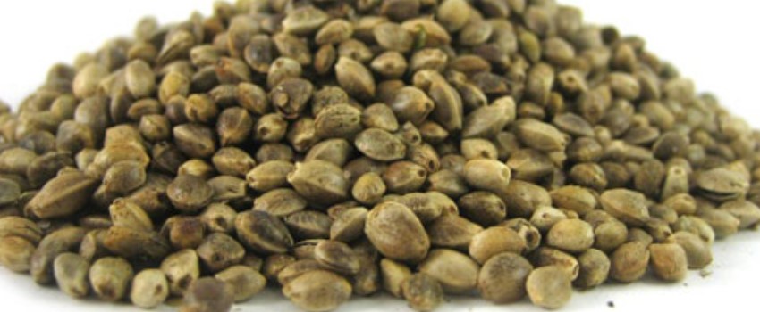 Where to Buy Cannabis Seeds