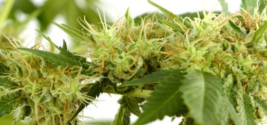 How to Harvest High-Quality Marijuana