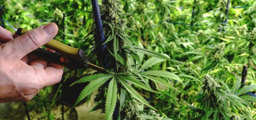 How to Prune Marijuana Plants to Get Maximum Yield