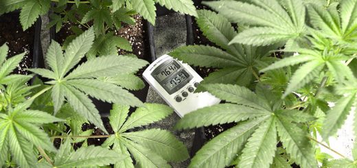 How to Get the Best Temperature for Indoor Marijuana Plants
