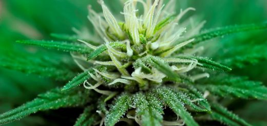 How to Grow One Marijuana Plant Effortlessly