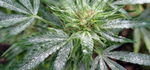 How to Remove Powdery Mildew on Marijuana Plants