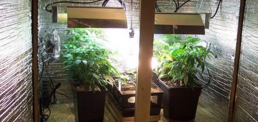 How to Build a Budget-Friendly Cannabis Grow Room