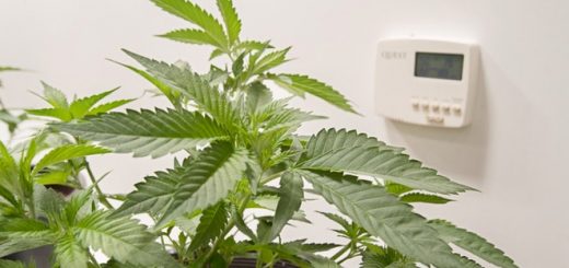 Best Temperature for Explosive Marijuana Growth in All Stages