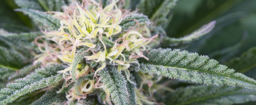 How to grow a single marijuana plant indoors