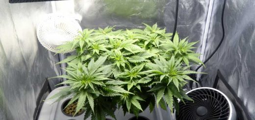 How to Grow A Single Marijuana Plant Indoors