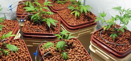Using Hydroponics to Grow Cannabis Indoors