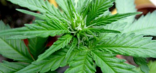 When Do Cannabis Plants Begin to Flower
