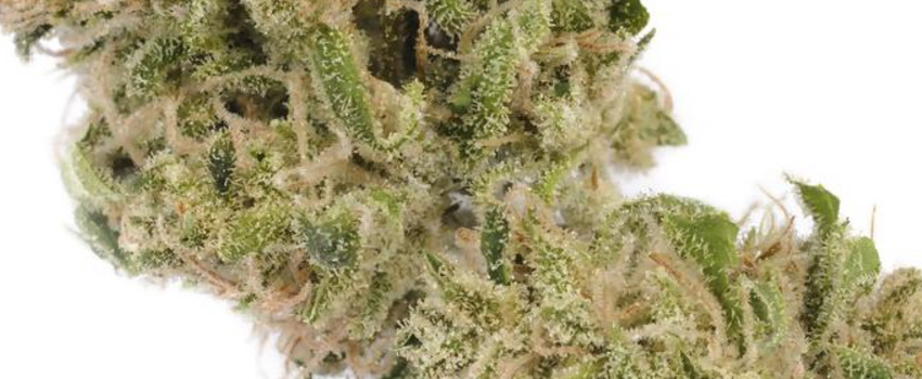 Sour cheese seeds