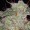 Autoflowering Northern lights cannabis seeds