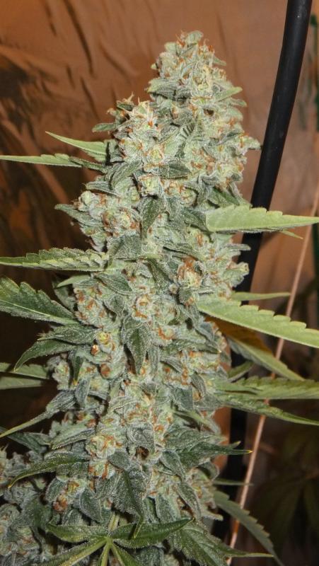 Jedi Kush Regular Cannabis Seeds